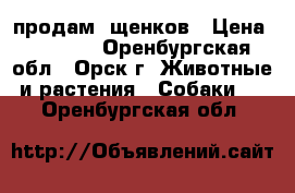 продам  щенков › Цена ­ 6 000 - Оренбургская обл., Орск г. Животные и растения » Собаки   . Оренбургская обл.